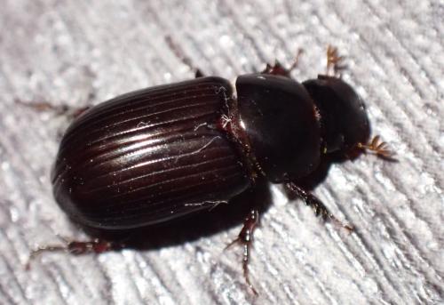 Réf. 326 892 : Acrossus rufipes